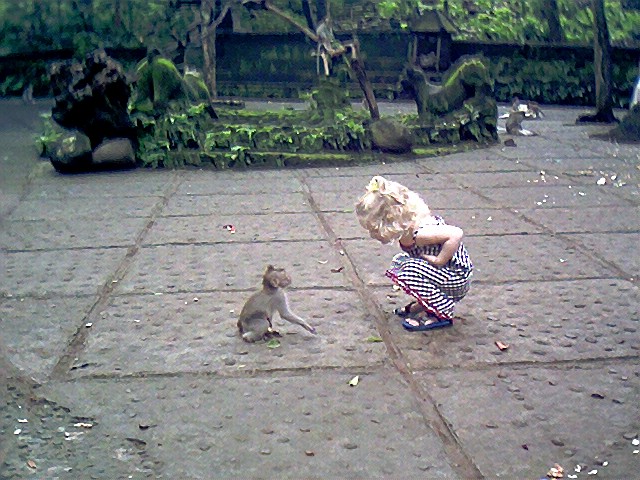 two-monkeys-face-to-face two-monkeys-face-to-face