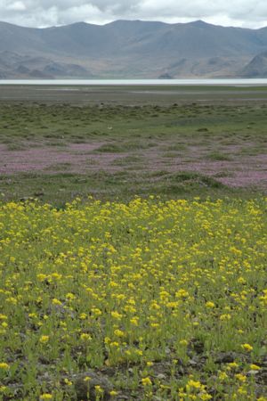 Wild Flowers