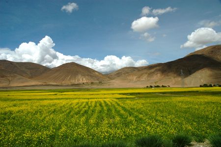 Fields