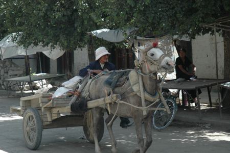 Horse transport