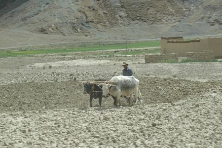 Yak Power