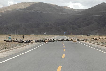 Herding