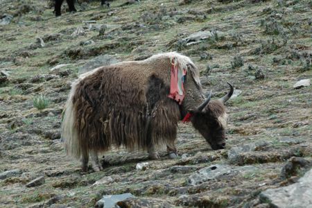 Yak