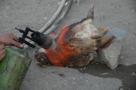 Cow Head