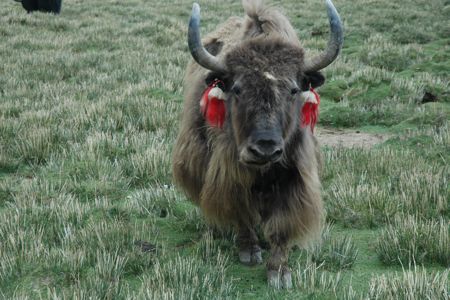 Yak