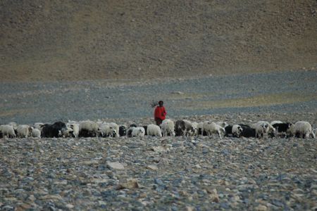 Herder