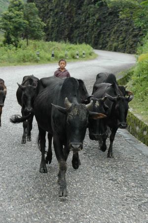 Herding