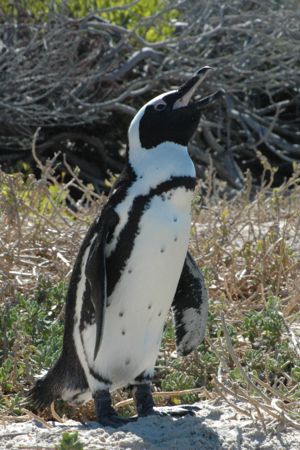 Jackass Penguin