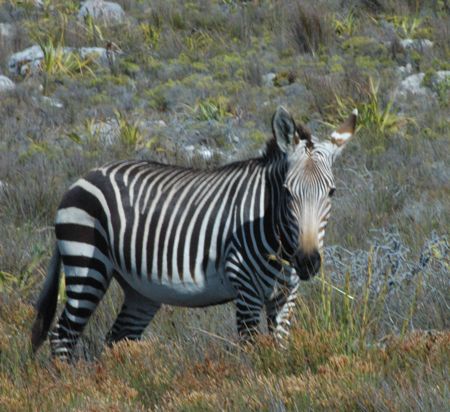 Cape Zebra