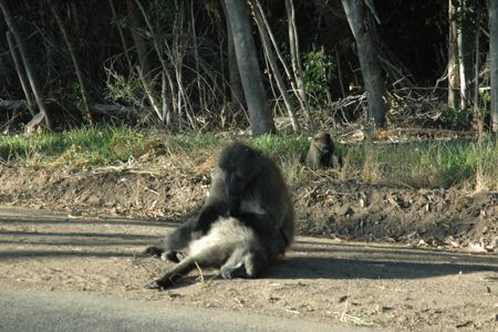 Baboons