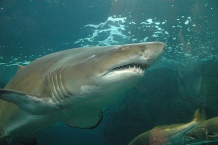 Shark