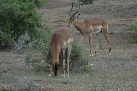 Impala