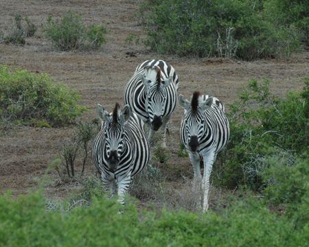 Burchell Zebra