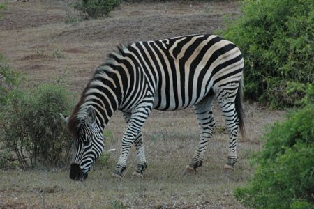 Burchell Zebra