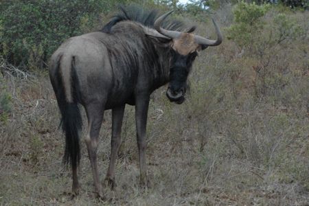 Blue Wildebeest