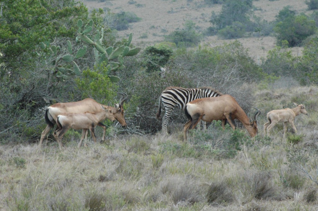 Impalas & Zebra
