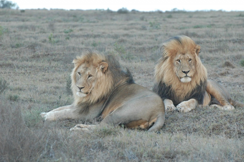 Lions