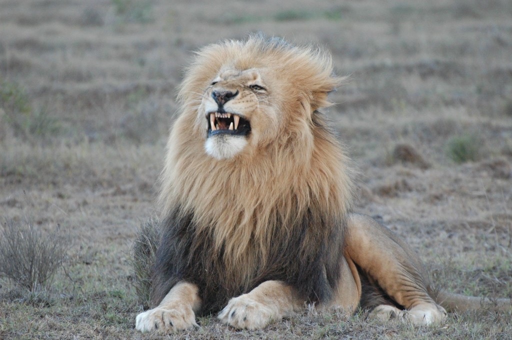 Father Lion