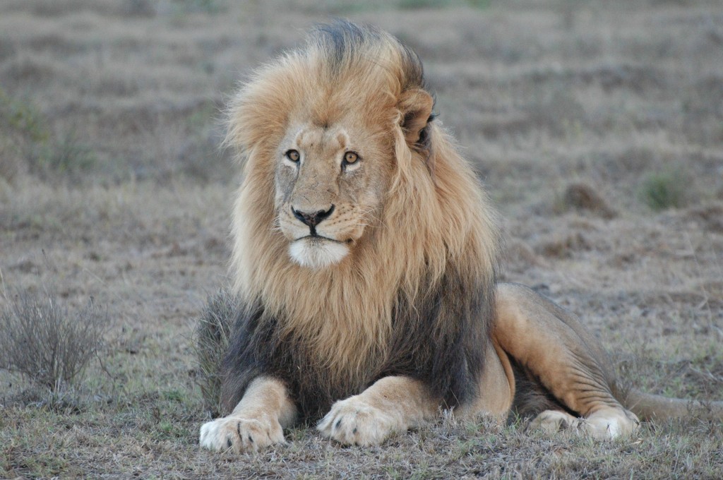 Father Lion
