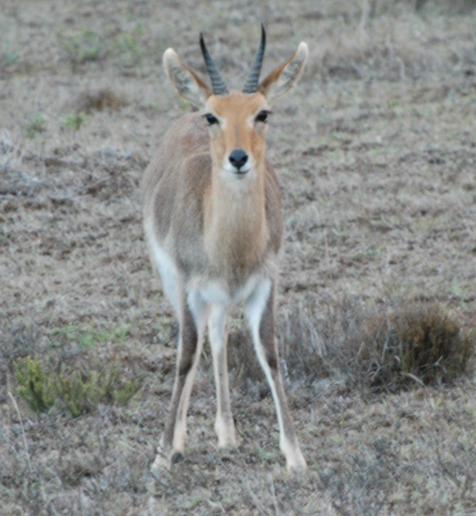 Grey Rhebok