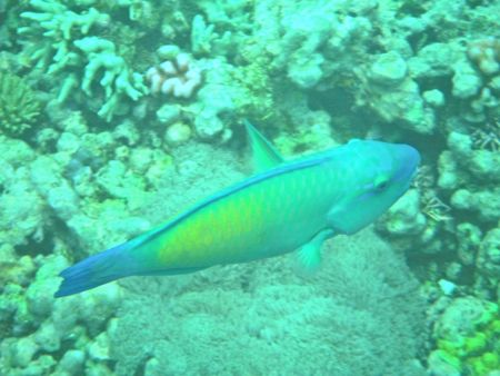DSCF0239