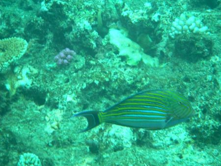 DSCF0244