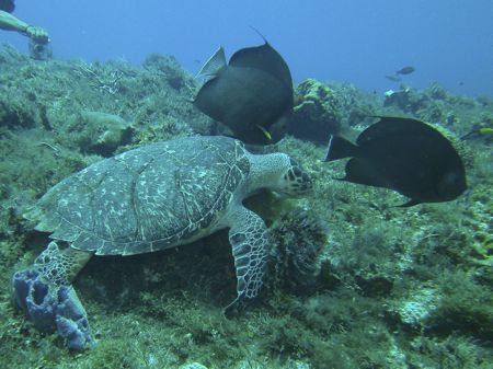 SeaLife DC1400