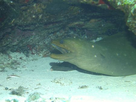 SeaLife DC1400