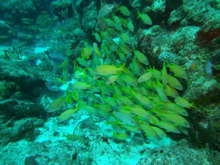 SeaLife DC1400