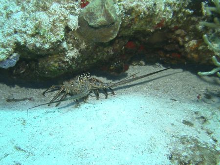 SeaLife DC1400