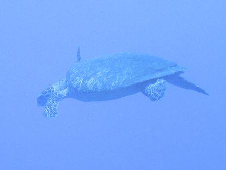 SeaLife DC1400