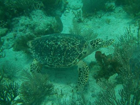 SeaLife DC1400