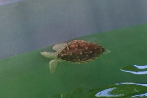 IMG_4414